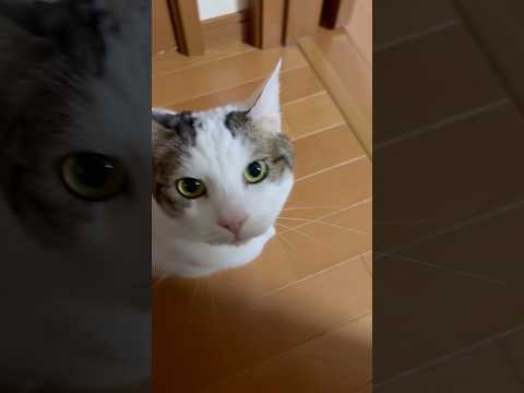 嬉しっぽ(YouTube)