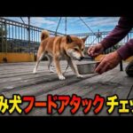 【噛み犬】柴犬Mix フードアグレッシブチェック(YouTube)