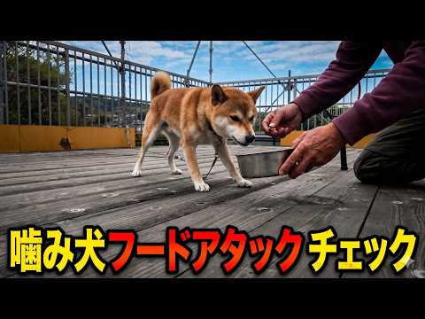 【噛み犬】柴犬Mix フードアグレッシブチェック(YouTube)