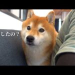 柴犬ハチの鼻の下に違和感が…原因を探してみたら思わぬ展開に(YouTube)
