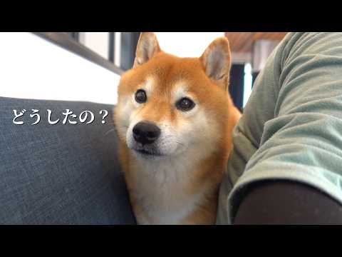 柴犬ハチの鼻の下に違和感が…原因を探してみたら思わぬ展開に(YouTube)