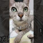 猫5匹のがんばれソングです！ #shorts(YouTube)