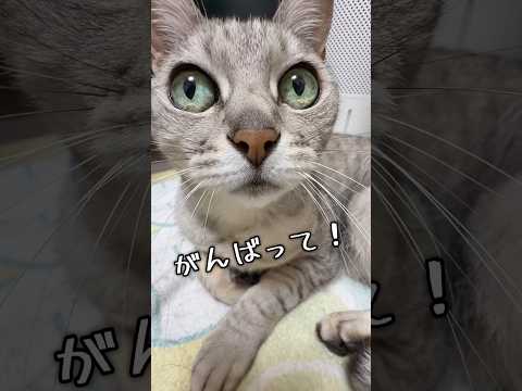 猫5匹のがんばれソングです！ #shorts(YouTube)