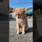 猫島の通りで出会った猫かわいすぎた(YouTube)