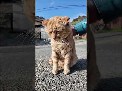 猫島の通りで出会った猫かわいすぎた(YouTube)