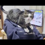 大きくなっても娘が大好きで背中に乗ってあげる猫(YouTube)