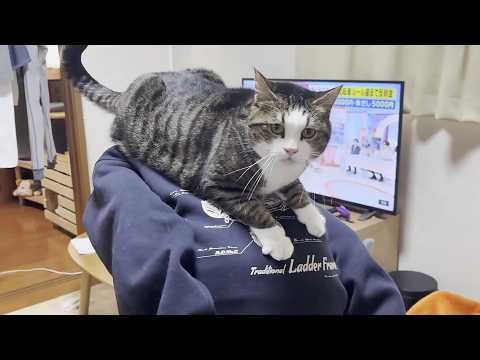 大きくなっても娘が大好きで背中に乗ってあげる猫(YouTube)