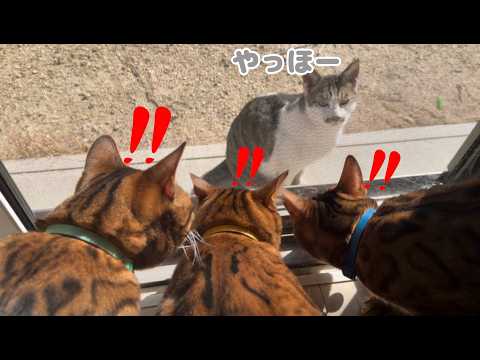元気に冬を超えた地域猫とうちの雄猫達の集会が行われました(YouTube)