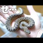 なぜか餌を拒否し続けてしまうアナコンダ・・・(YouTube)