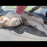 島のお花見スポットに行ったら、キジトラ猫がお腹を見せてくつろいでいた(YouTube)