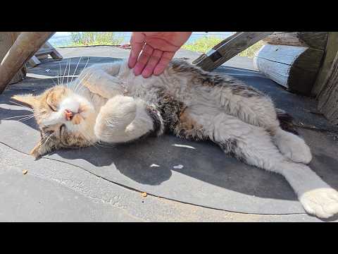 島のお花見スポットに行ったら、キジトラ猫がお腹を見せてくつろいでいた(YouTube)