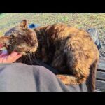 おばあちゃんサビ猫が人間のひざに座って爆音で鼻息を荒らげる(YouTube)