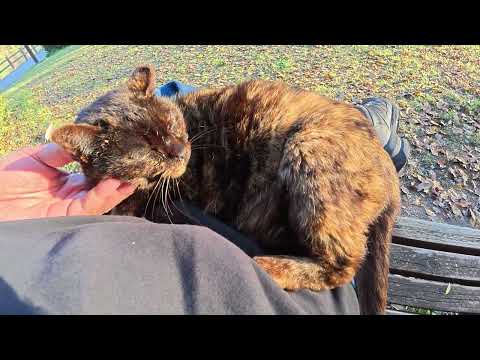 おばあちゃんサビ猫が人間のひざに座って爆音で鼻息を荒らげる(YouTube)