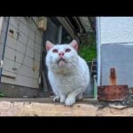 港のレストラン前で発見…頭にΛマークの猫が可愛すぎた(YouTube)