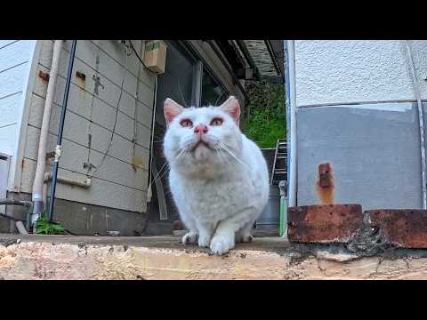 港のレストラン前で発見…頭にΛマークの猫が可愛すぎた(YouTube)