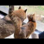 柴犬パパについてまわる末っ子猫が可愛すきて柴犬パパもメロメロです(YouTube)