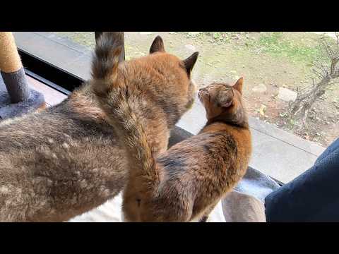 柴犬パパについてまわる末っ子猫が可愛すきて柴犬パパもメロメロです(YouTube)