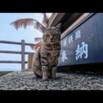 猫島の猫居住地の端っこにある石碑を守る猫ちゃん、今日は裏で水飲んでました(YouTube)