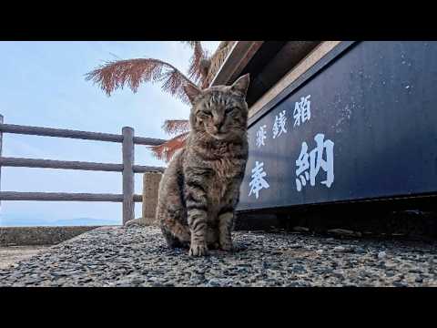 猫島の猫居住地の端っこにある石碑を守る猫ちゃん、今日は裏で水飲んでました(YouTube)