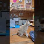 ええ加減せぇ！(YouTube)