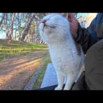 公園のベンチ付近で誰か人が来るのを待っている猫ちゃん、ベンチに座ると喜んで隣に乗ってきた(YouTube)