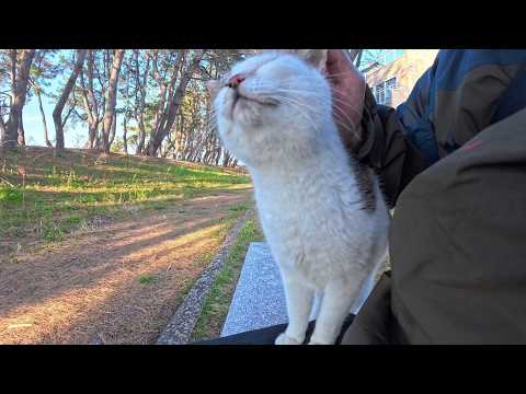 公園のベンチ付近で誰か人が来るのを待っている猫ちゃん、ベンチに座ると喜んで隣に乗ってきた(YouTube)