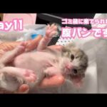 腹パンですぞ  ゴミ箱に棄てられた子猫  キンちゃん  Day11  2026 04 26 2(YouTube)