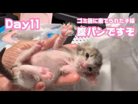 腹パンですぞ  ゴミ箱に棄てられた子猫  キンちゃん  Day11  2026 04 26 2(YouTube)