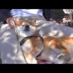 今年最後の花見で柴犬が大変なことになりました。。(YouTube)