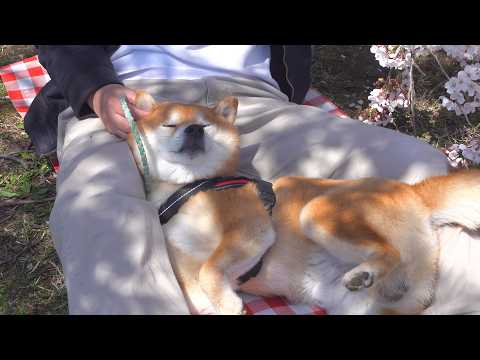 今年最後の花見で柴犬が大変なことになりました。。(YouTube)