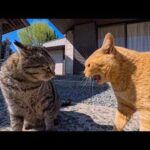 いつも仲良し茶トラと黒猫…黒猫ちゃんにちょっかい出したキジトラ猫に茶トラが激怒し大喧嘩に発展！(YouTube)