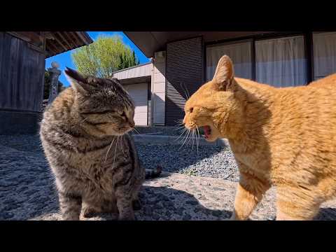 いつも仲良し茶トラと黒猫…黒猫ちゃんにちょっかい出したキジトラ猫に茶トラが激怒し大喧嘩に発展！(YouTube)