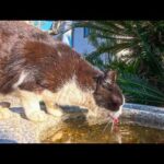 島の神社の水を飲みに行く猫ちゃん(YouTube)