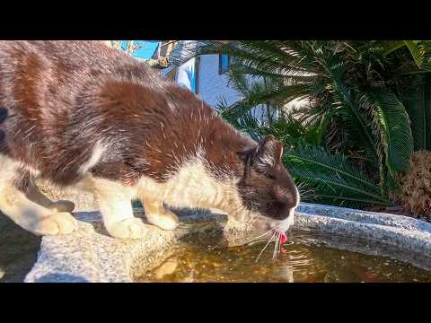 島の神社の水を飲みに行く猫ちゃん(YouTube)