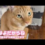 おはよだからね  今日も元気でね リンパ腫ですが頑張るコジローです  2026 04 17 1(YouTube)