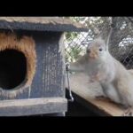 おしゃべりなニホンリスたち　誘う声？：井の頭自然文化園(YouTube)