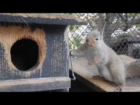 おしゃべりなニホンリスたち　誘う声？：井の頭自然文化園(YouTube)