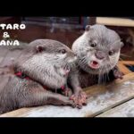 カワウソ達が一年ぶりに再会したらとんでもないカオスに！　Otter Squad Reunion Turns to Otter MAYHEM(YouTube)