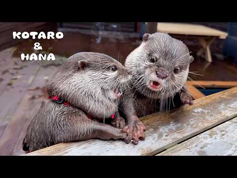 カワウソ達が一年ぶりに再会したらとんでもないカオスに！　Otter Squad Reunion Turns to Otter MAYHEM(YouTube)