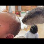 家族が増えました！カワウソと猫たちの歓迎の仕方は…？ Our family has grown! A welcome party for the otter and the cats(YouTube)