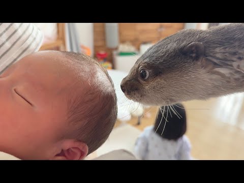 家族が増えました！カワウソと猫たちの歓迎の仕方は…？ Our family has grown! A welcome party for the otter and the cats(YouTube)