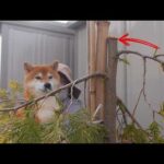 大雪で大変な庭にまさかの追い打ちが…(YouTube)