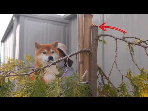 大雪で大変な庭にまさかの追い打ちが…(YouTube)