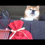 誕生日を祝いに行ったら、実家の柴犬の歓迎が独特過ぎました(YouTube)