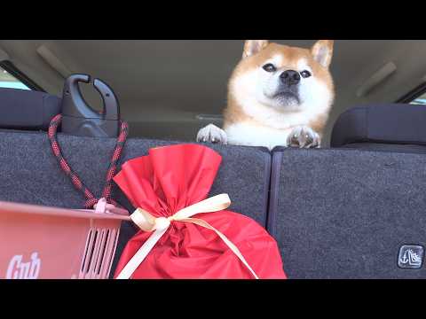 誕生日を祝いに行ったら、実家の柴犬の歓迎が独特過ぎました(YouTube)