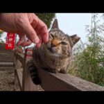 山の神社へ登る途中…手すりの上から挨拶してくる猫ちゃんが可愛すぎた🐾(YouTube)