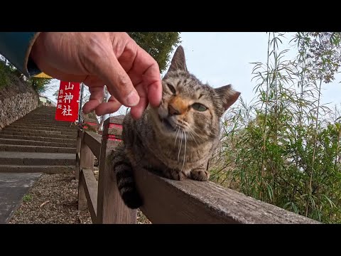 山の神社へ登る途中…手すりの上から挨拶してくる猫ちゃんが可愛すぎた🐾(YouTube)