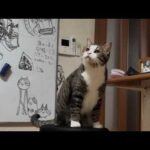 お父さんのプライドを少しだけ傷つける猫(YouTube)