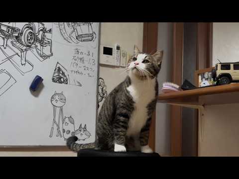 お父さんのプライドを少しだけ傷つける猫(YouTube)