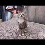 猫島の路地裏で出会った猫がかわいすぎた(YouTube)
